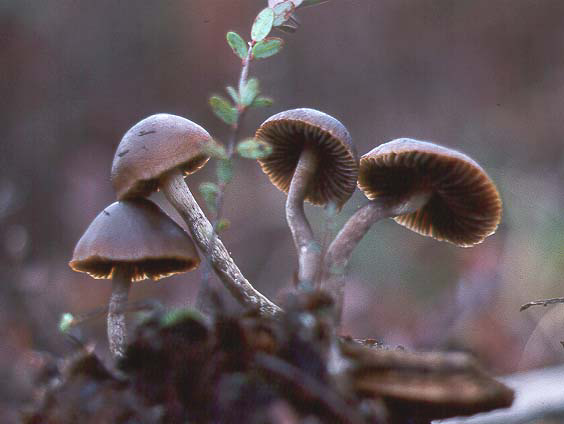 Psilocybe atrobrunnea